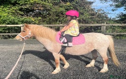 Welsh Section A horses for sale: Toni The Pony 10.3hh Mare 🦄 - Image 29