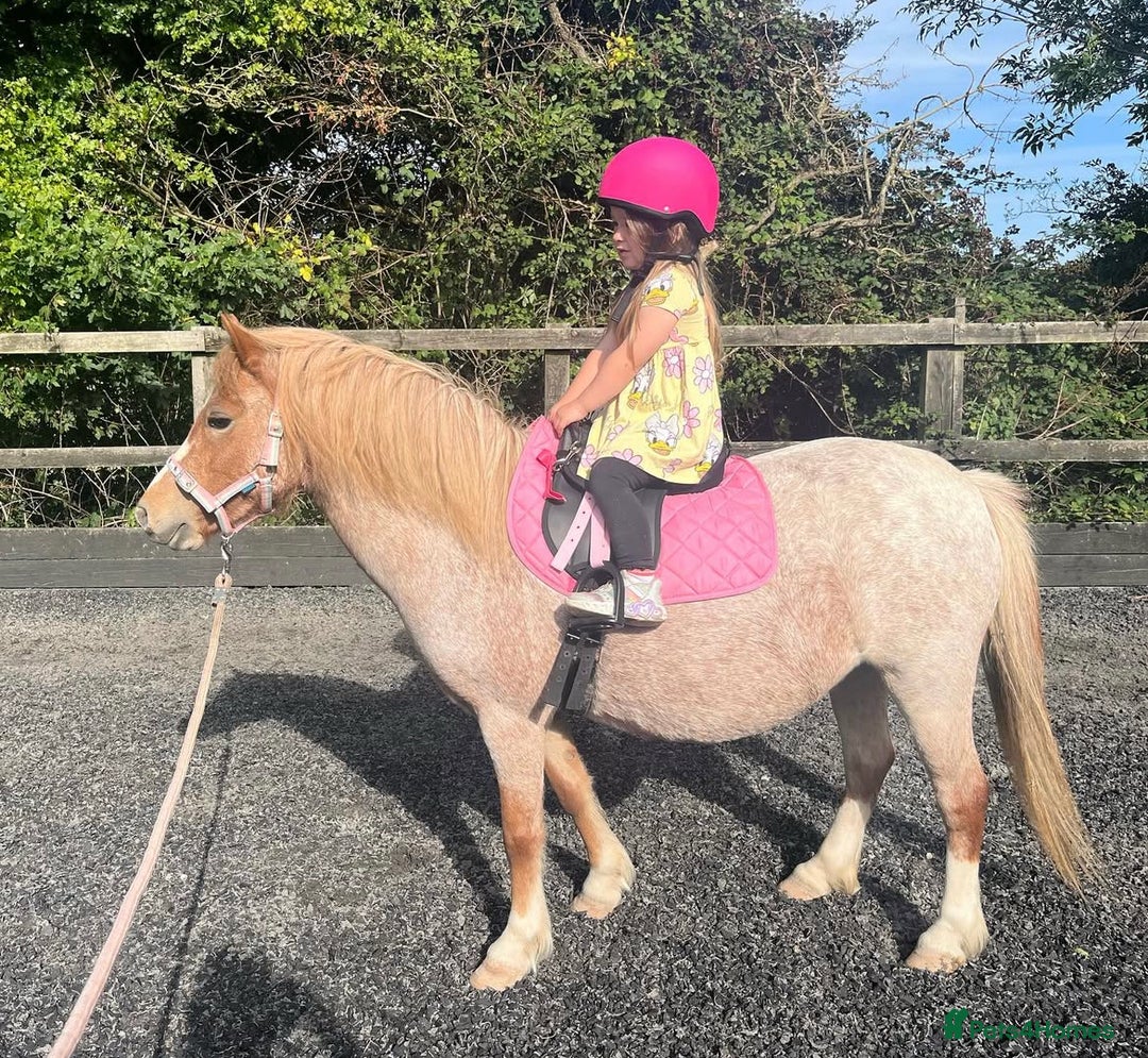 Welsh Section A horses for sale: Toni The Pony 10.3hh Mare 🦄 - Image 29