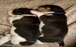 Beagle dogs for sale: Purebred Beagle Puppies – 4 Boys & 2 Girls - Image 3
