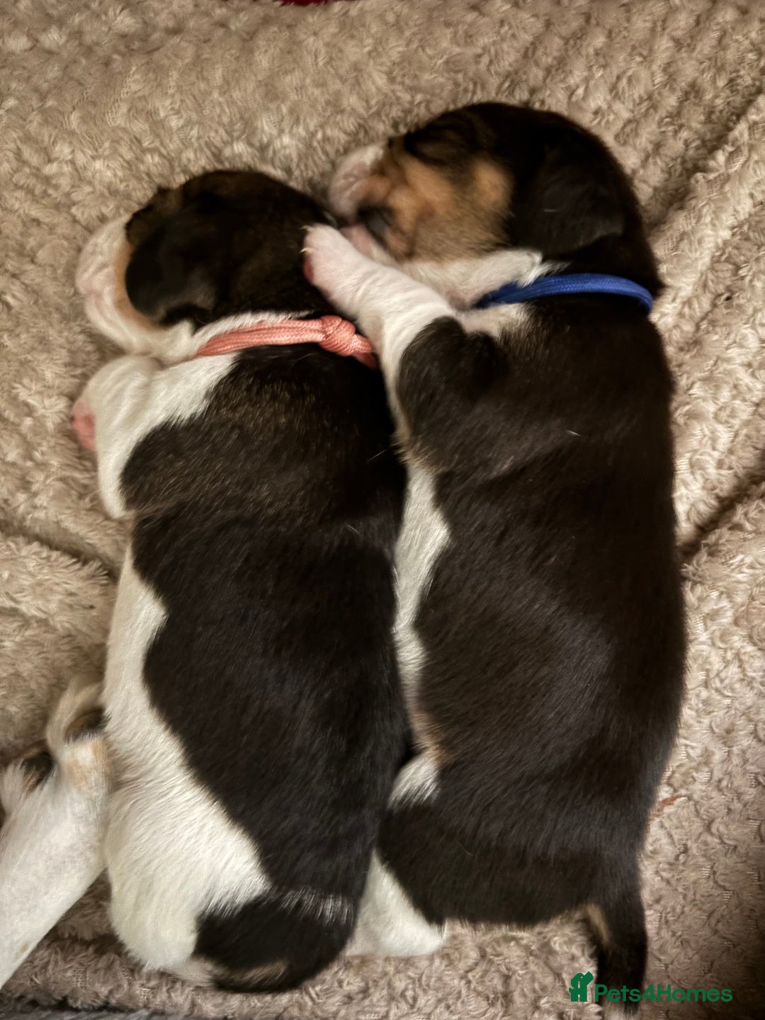 Beagle dogs for sale: Purebred Beagle Puppies – 4 Boys & 2 Girls - Image 3