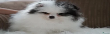 Pomeranian 4