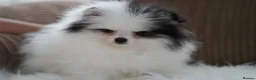 Pomeranian dogs for sale: Cute puppies  - Advert 17