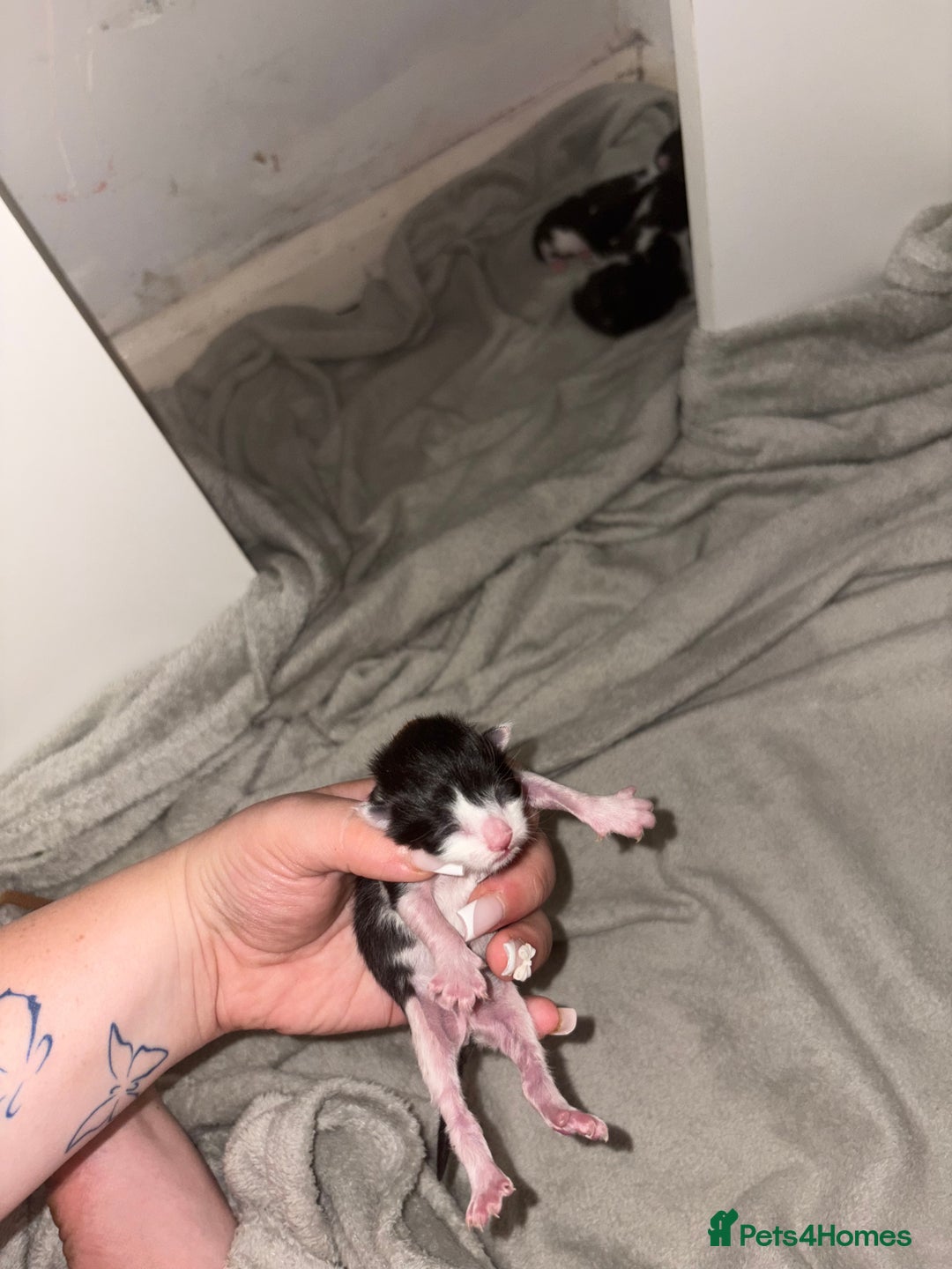 Domestic Shorthair cats for sale: Kittens for sale  - Image 11