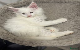 Maine Coon cats for sale: 2 Mainecoon pedigree kitten - Image 32