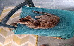 Mixed Breed cats for sale: Kittens - Image 5