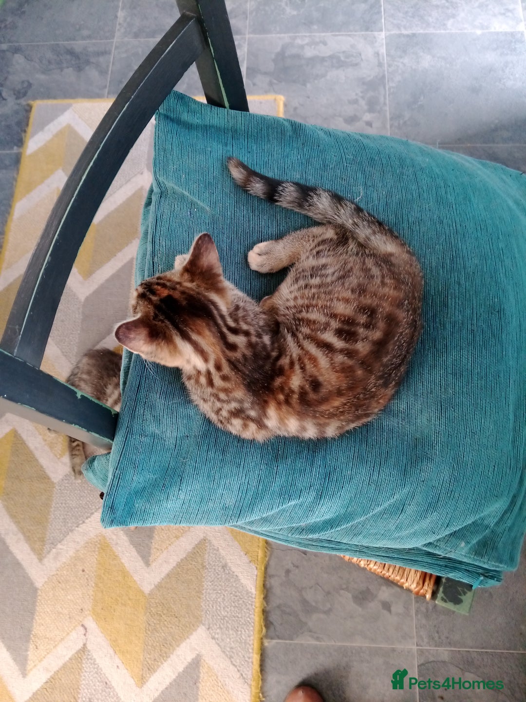 Mixed Breed cats for sale: Kittens - Image 5