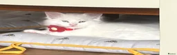 Maine Coon cats for sale: Gorgeous, XXL Russian Maine Coon kittens - Advert 5