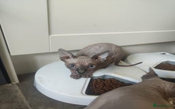 Sphynx cats for sale: Sphinx gils - Image 3