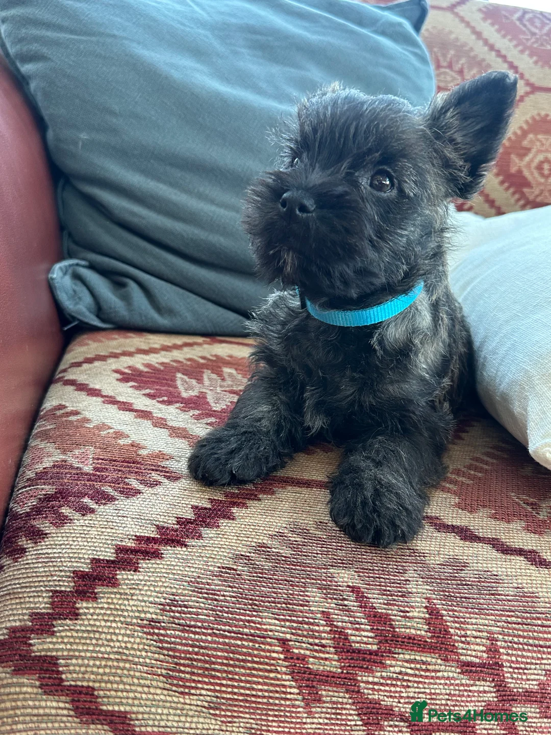 Cairn Terrier dogs for sale: Quality Beautiful KC Reg Cairn Terrier Puppies.  - Advert 32