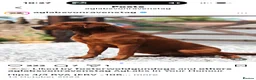 Labrador Retriever dogs for sale: Extensively health tested litter  - Advert 2