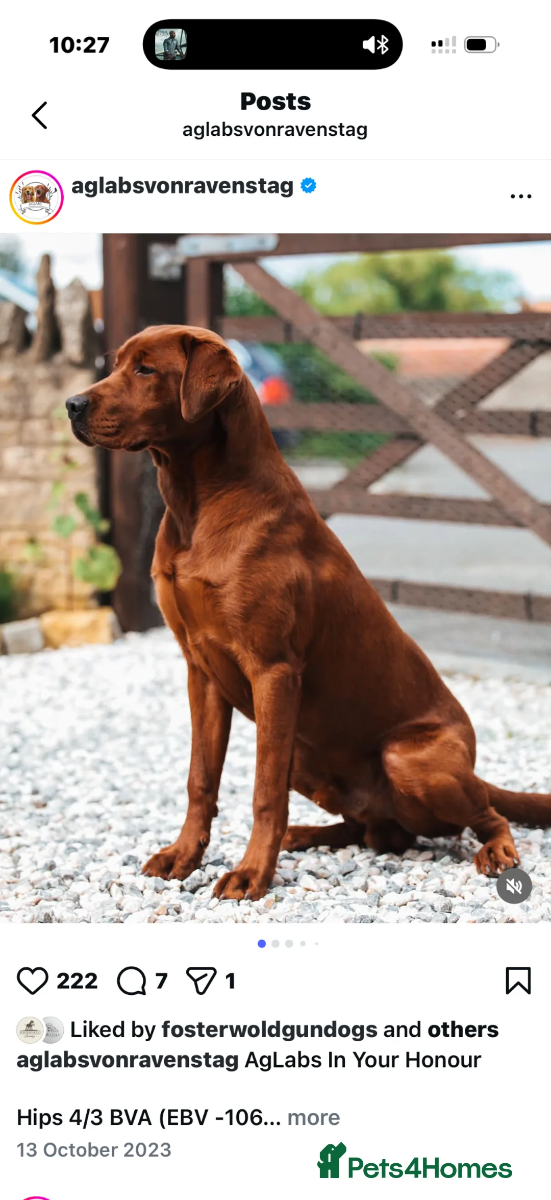 Labrador Retriever dogs for sale: Extensively health tested litter  - Advert 2