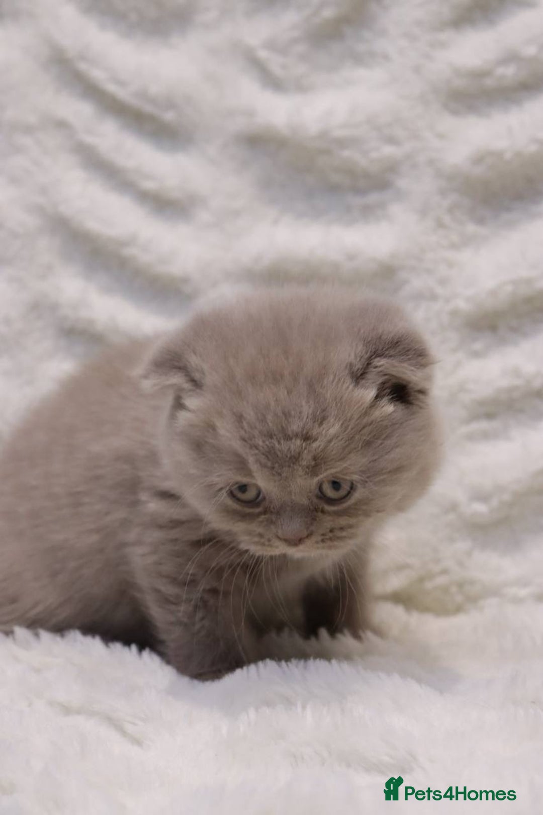 Scottish Fold cats for sale: Stunning Champions Bloodlines  kittens  - Advert 12