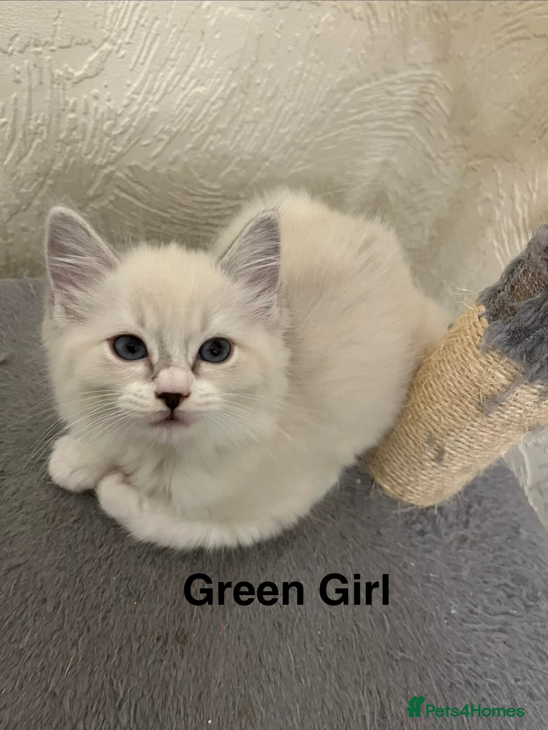 Ragdoll cats for sale: ❤️5 Beautiful Pure Ragdoll Kittens❗️❤️🐈 - Advert 11