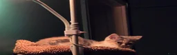 British Shorthair cats for sale: BSH kittens  - Advert 8