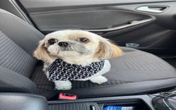 Shih Tzu dogs for sale: NEW Beautiful shih tzu puppies!!  - Image 18