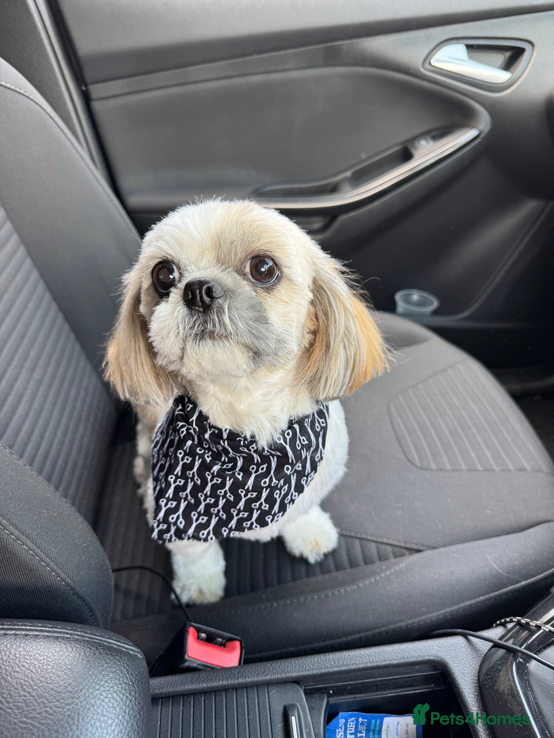 Shih Tzu dogs for sale: NEW Beautiful shih tzu puppies!!  - Image 18