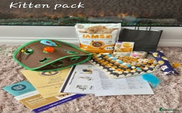 British Shorthair cats for sale: **Stunning TICA Registered Kittens** - Image 11