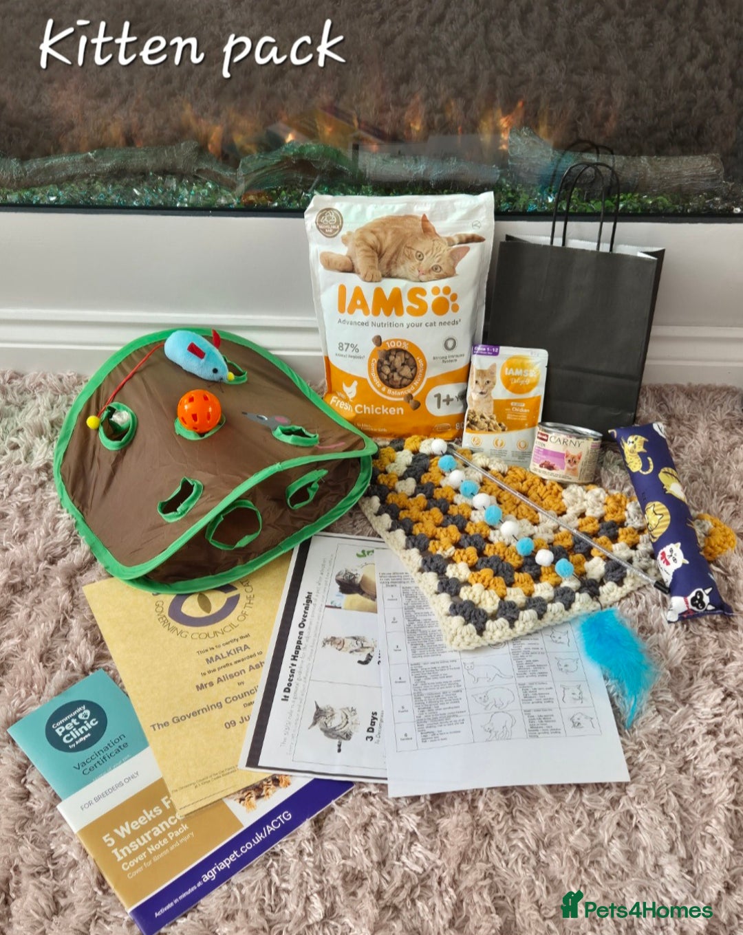 British Shorthair cats for sale: **Stunning TICA Registered Kittens** - Image 11