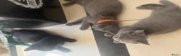 British Shorthair cats for sale: British Shorthair kittens  - Advert 12