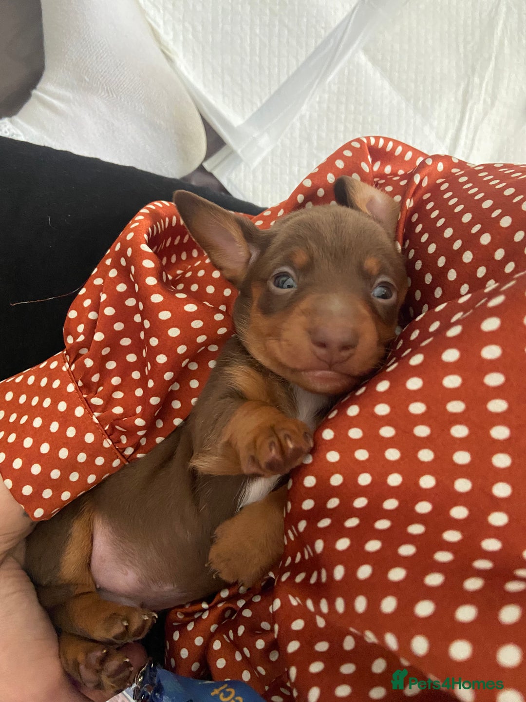 Miniature Dachshund dogs for sale: Dolly mixture dapple/piebald  - Image 15