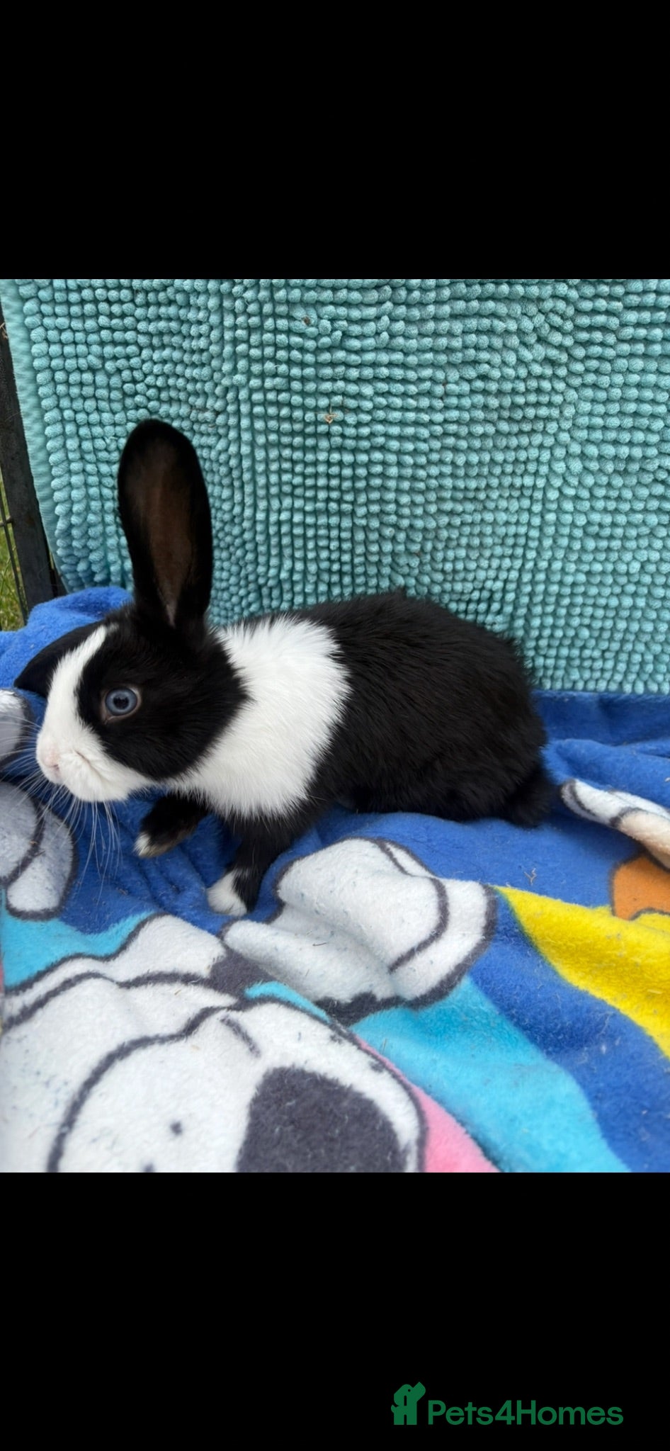 Mini Lion Lop rabbits Beautiful mini lion lop baby bunny rabbits  - Advert 2