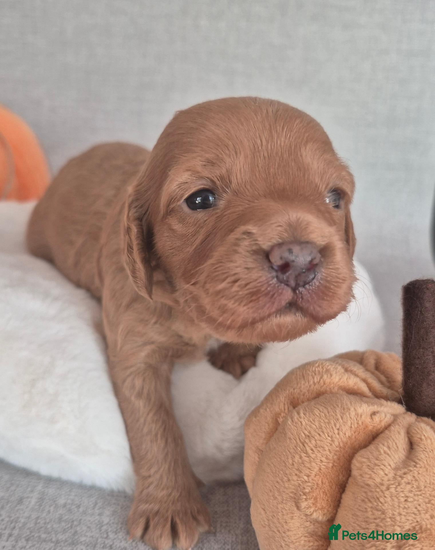 Cavapoo dogs for sale: Cavapoos F1 fully health tested - Advert 2
