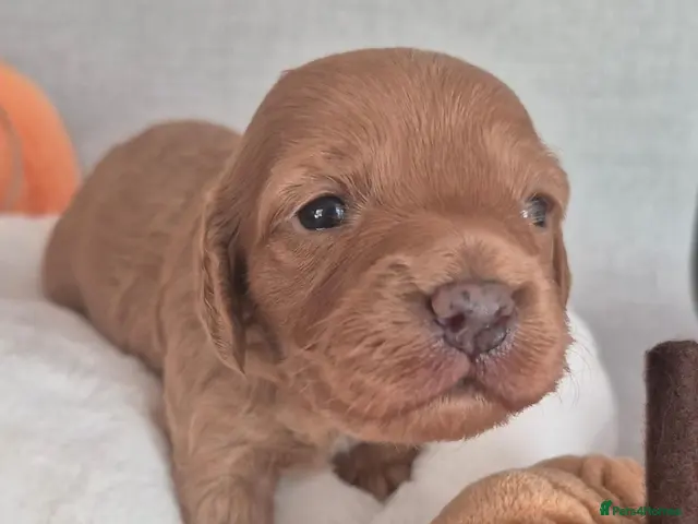Cavapoo dogs for sale: Cavapoos F1 fully health tested - Advert 2