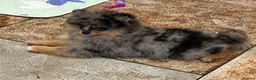 Pomeranian dogs for sale: Pomeranian male puppies  - Advert 4