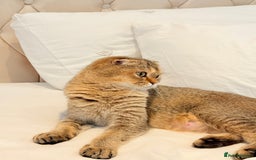 Scottish Fold cats for sale: Half Scottish half British short hair  in London - Image 7