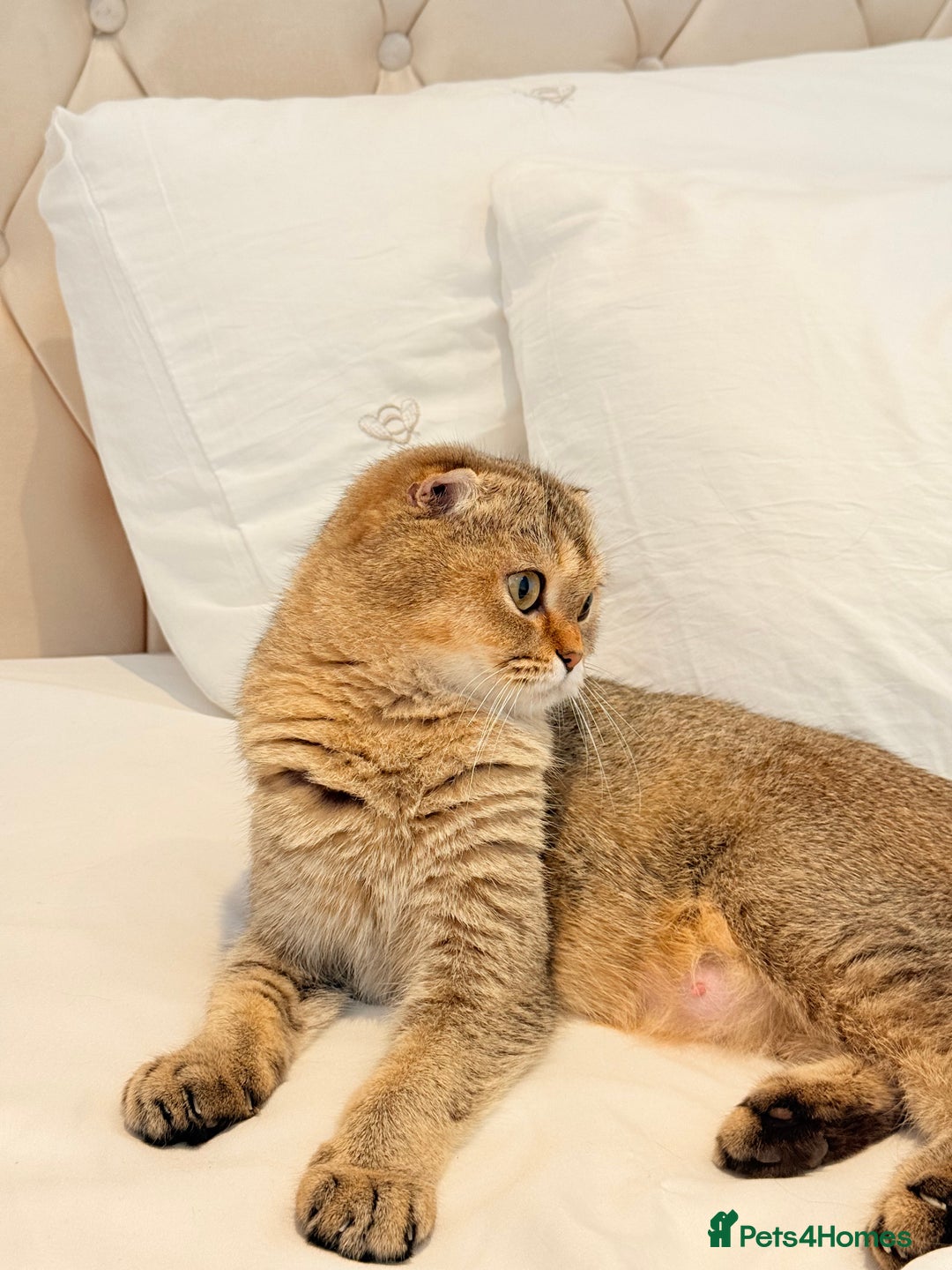 Scottish Fold cats for sale: Half Scottish half British short hair  in London - Image 7