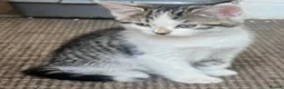 Mixed Breed cats for sale: 6 kittens for sale  - Advert 22