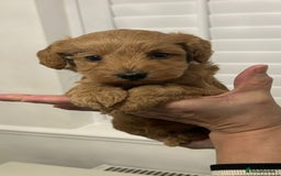 Cockapoo dogs for sale: F1B Cockapoo red  Puppies - Image 4