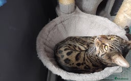 Bengal cats for sale: Beautiful Bengal Female  - Image 10