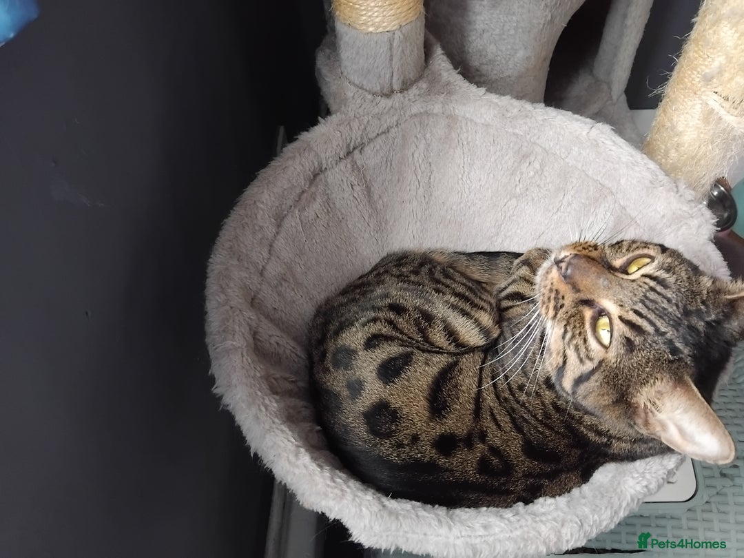 Bengal cats for sale: Beautiful Bengal Female  - Image 10