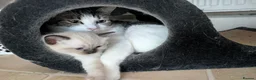 Mixed Breed cats for sale: 4 Ragdoll Cross Kittens - Advert 1