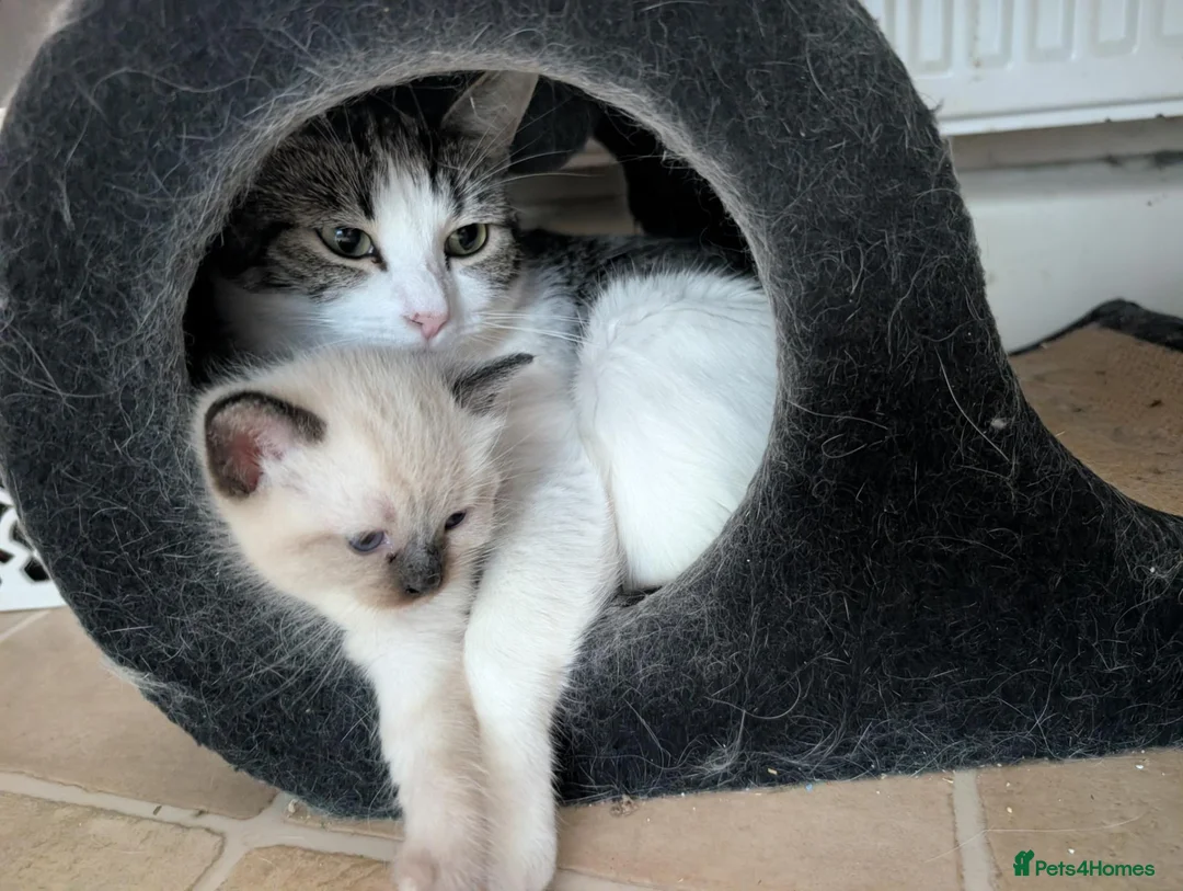 Mixed Breed cats for sale: 4 Ragdoll Cross Kittens - Advert 1