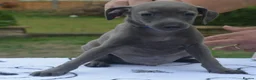 Italian Greyhound dogs for sale: KC reg Blue Italian greyhound puppys - Advert 17