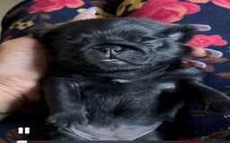 Pug dogs for sale: Pug pups  - Image 4