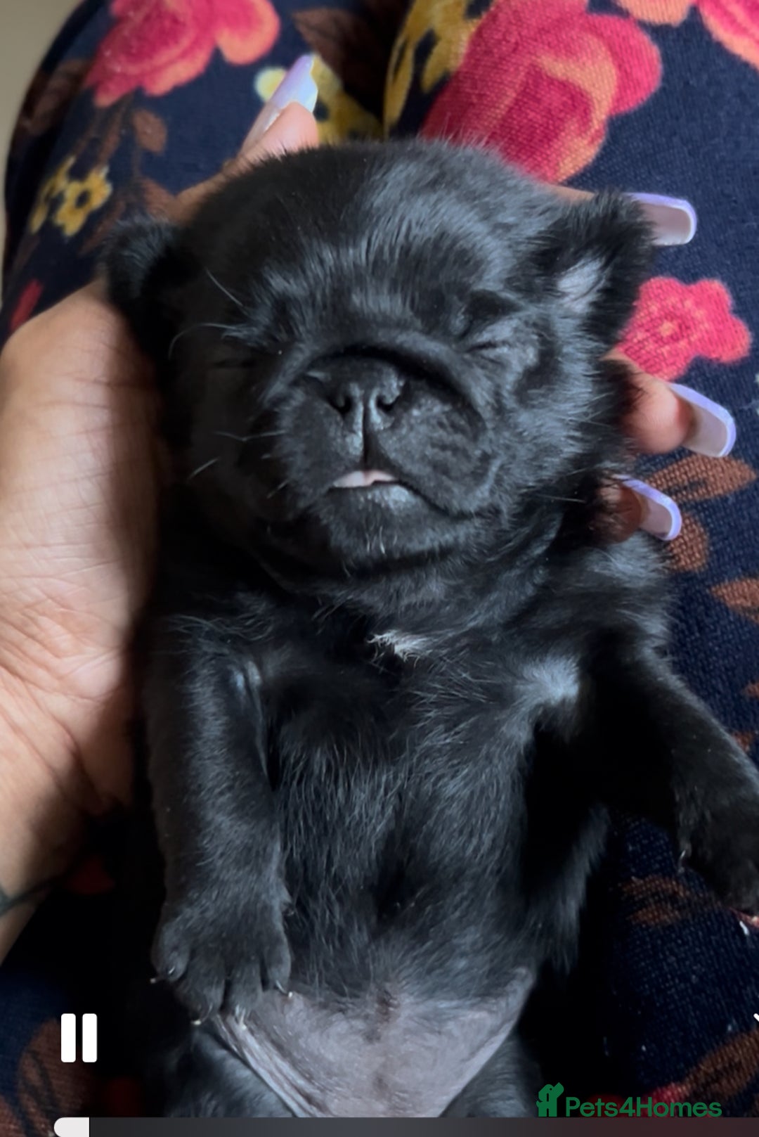 Pug dogs for sale: Pug pups  - Image 4