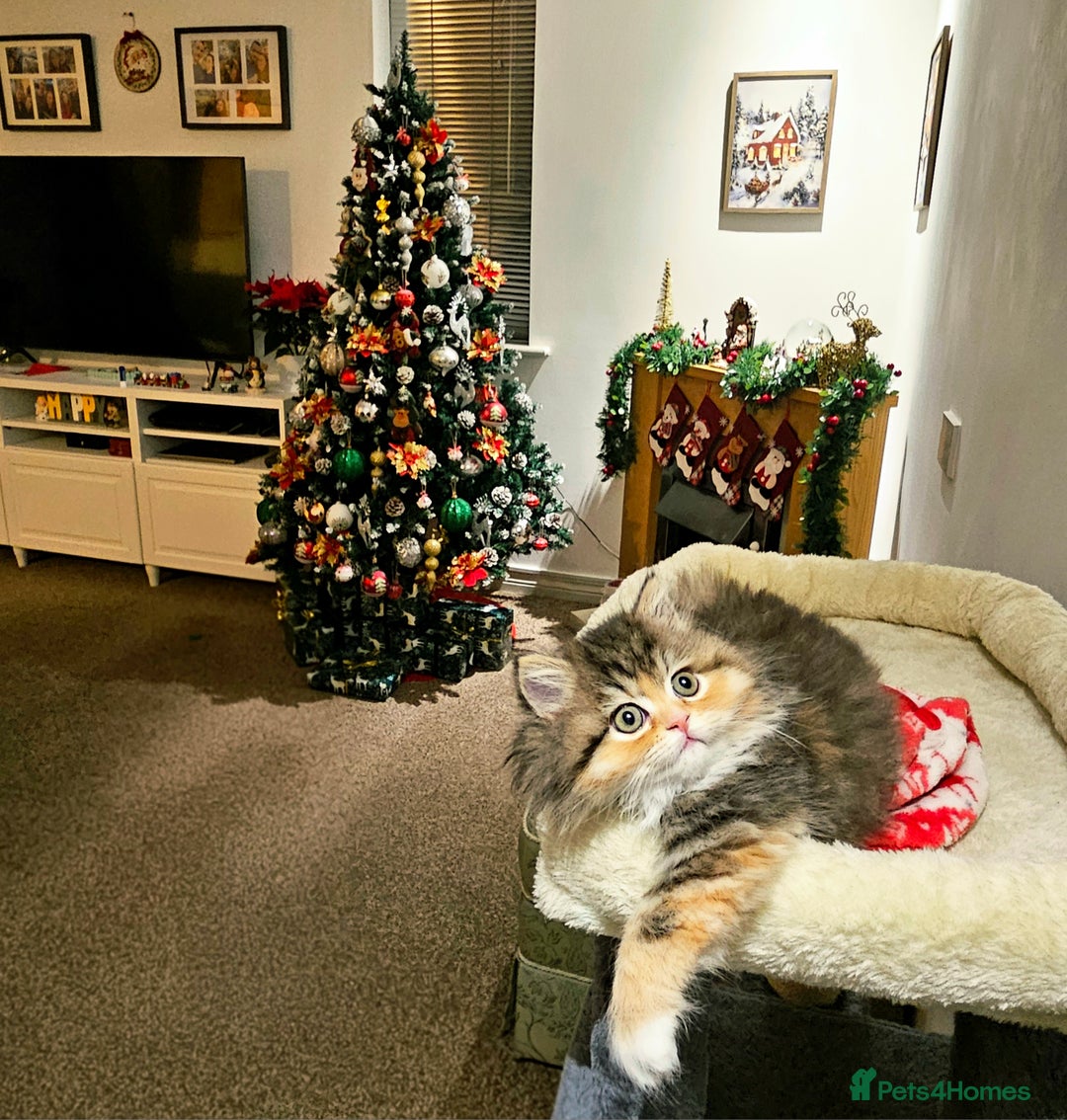 Persian cats for sale: Rare and Stunning Persian Girl  - Advert 3