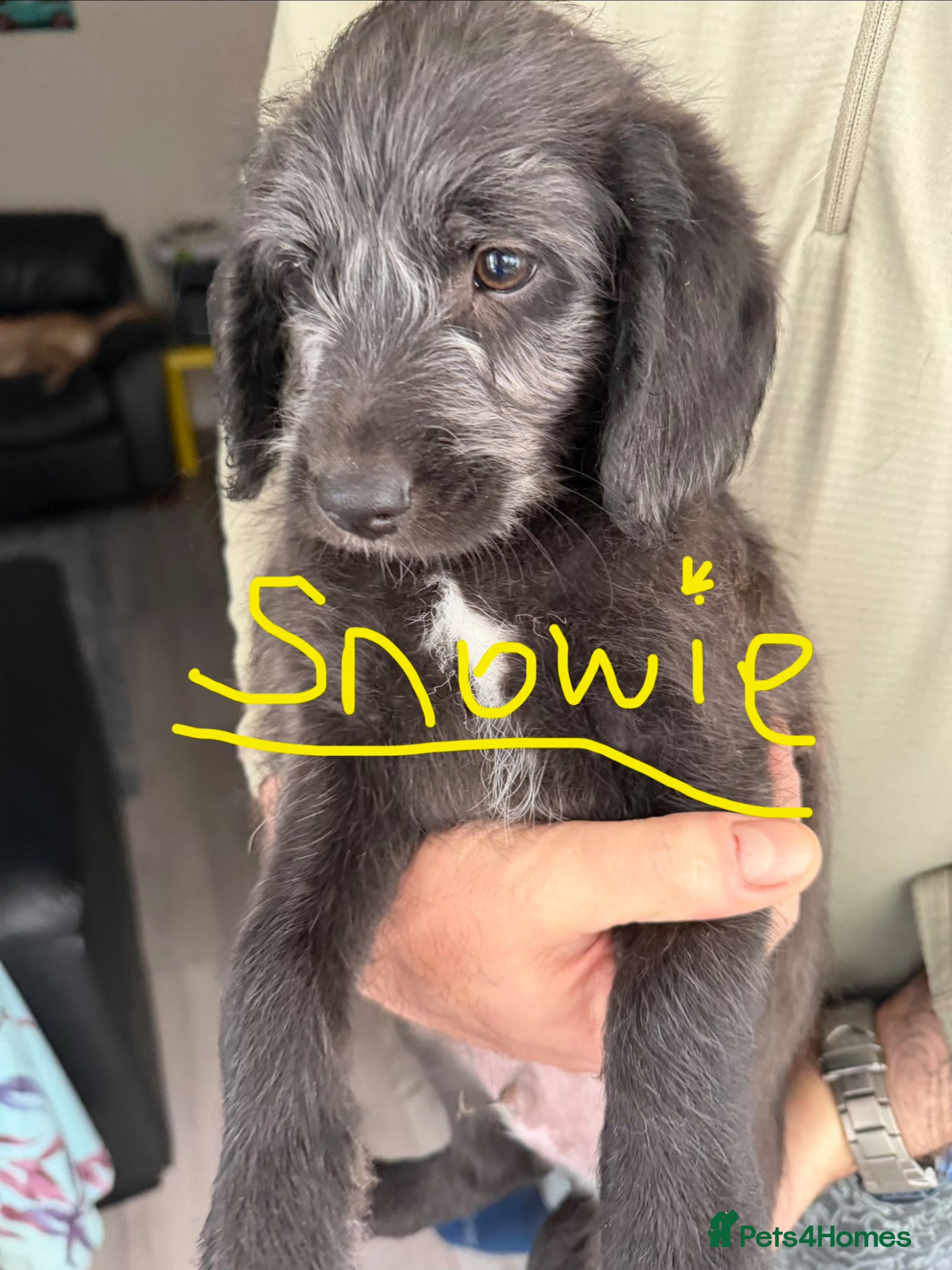 Labradoodle dogs ONLY FOR THIS WEEKEND!!! - Advert 2