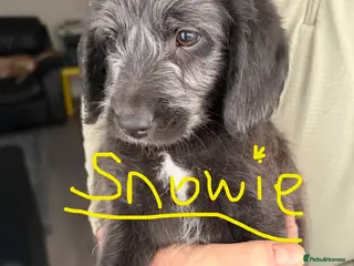 Labradoodle dogs ONLY FOR THIS WEEKEND!!! - Advert 2