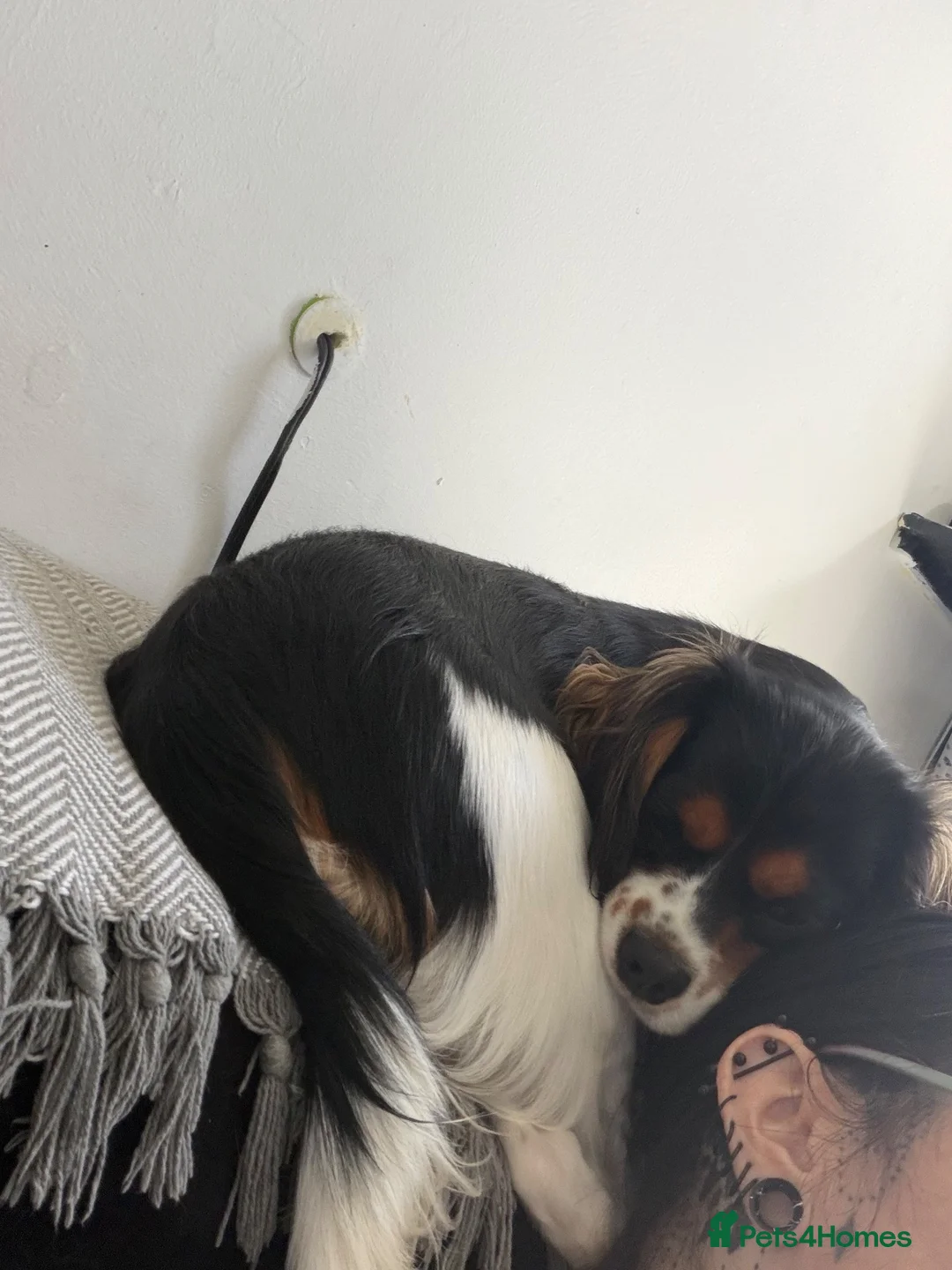 Cavalier King Charles Spaniel dogs for sale: Awesome home needed for my boy Elliott in Llanelli - Advert 3