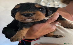 Miniature Poodle dogs for stud: Dark Red Miniature Poodle Stud Package Available in Southampton - Image 31