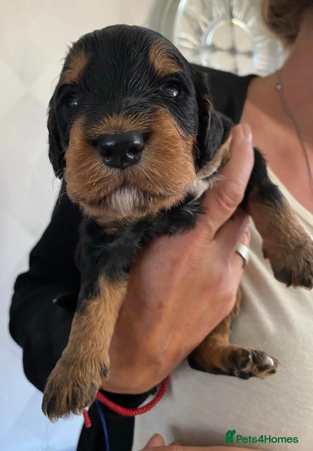 Miniature Poodle dogs for stud: Dark Red Miniature Poodle Stud Package Available in Southampton - Advert 31