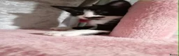Mixed Breed cats for sale: Beautiful kittens for sale  - Advert 10