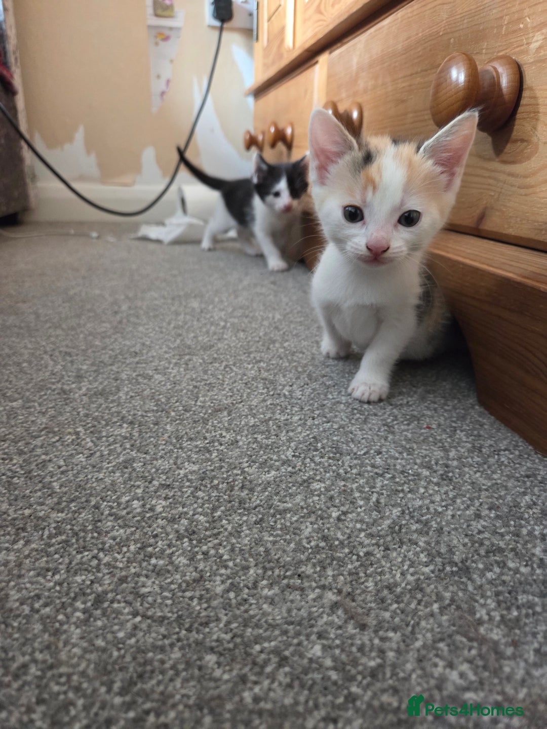 Domestic Shorthair cats for sale: Beautiful kittens ready for home - Image 4