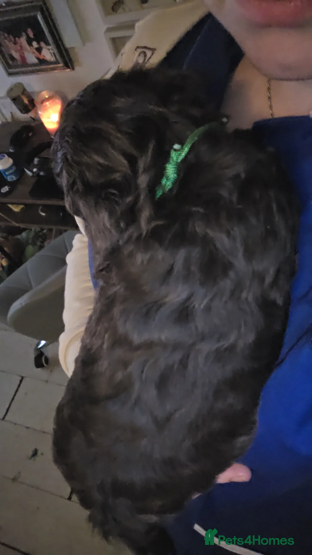 Cockapoo dogs for sale: Cockapoo puppies  - Advert 4