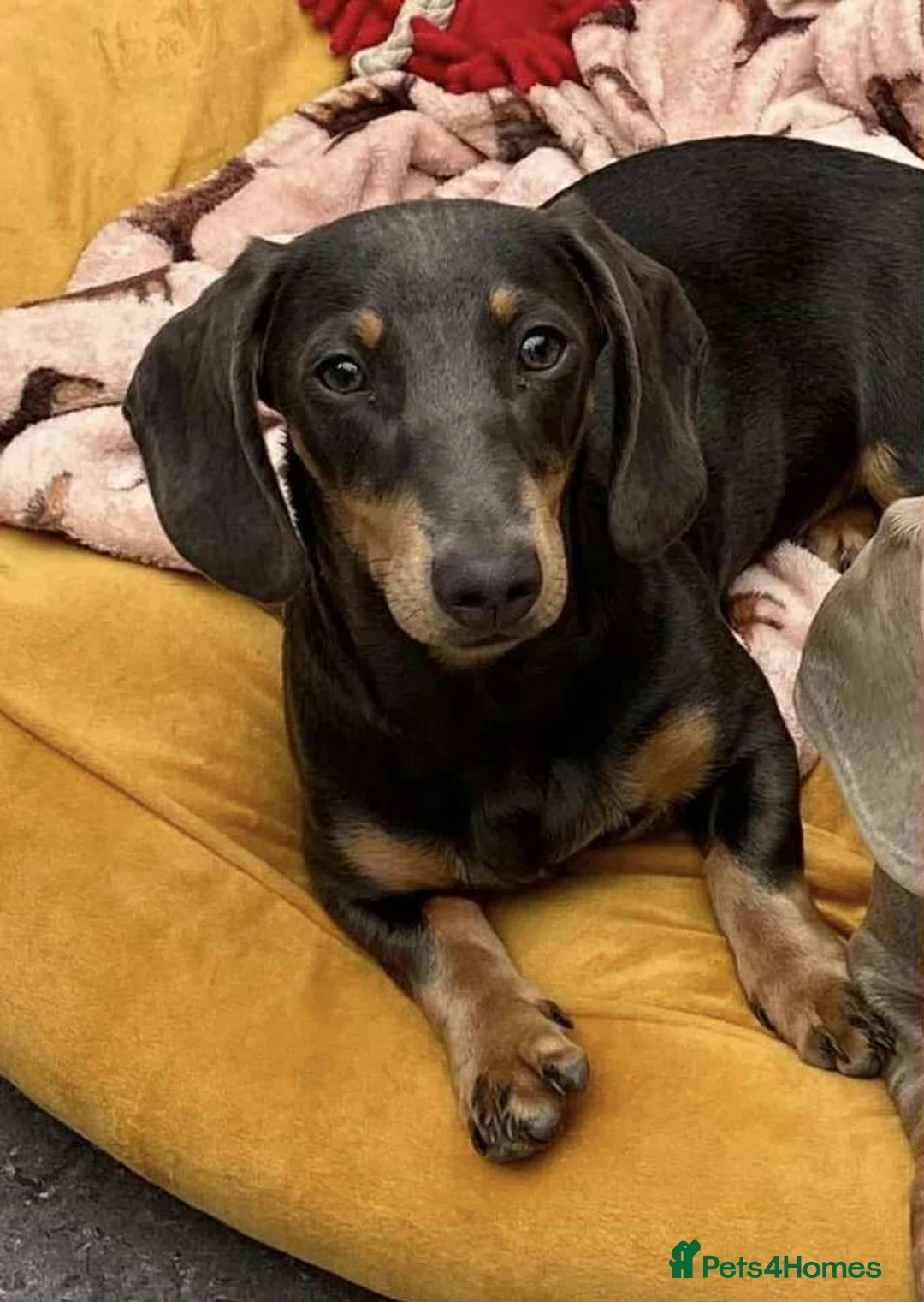 Dachshund dogs for sale: Miniature boy dauchound  - Advert 1