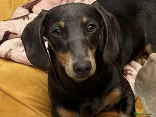 Dachshund dogs Miniature boy dauchound - Advert 1